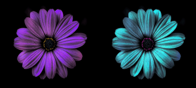 Same Image, Before and After Hue Filter