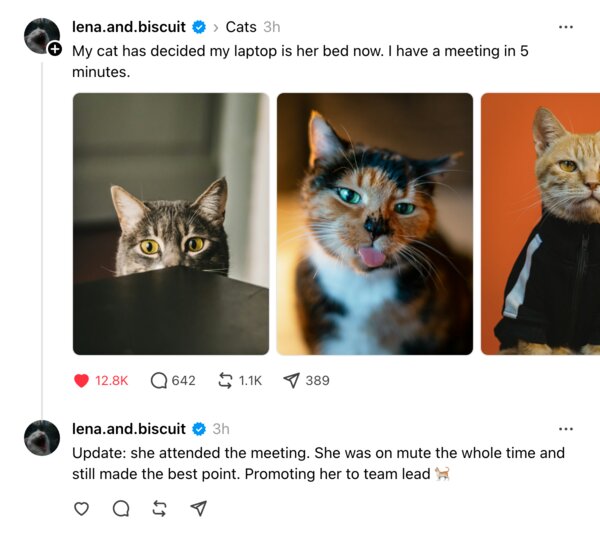 A fake two-part Threads post about a cat taking over a work meeting, with a carousel of cat photos
