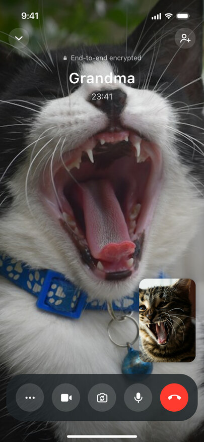 A fake WhatsApp video call with Grandma, a yawning black and white cat filling the screen and a yawning kitten in the self view